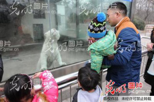 罕见雪虎宝宝春节亮相青岛动物园  全身白色