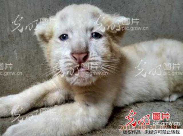 罕见雪虎宝宝春节亮相青岛动物园  全身白色