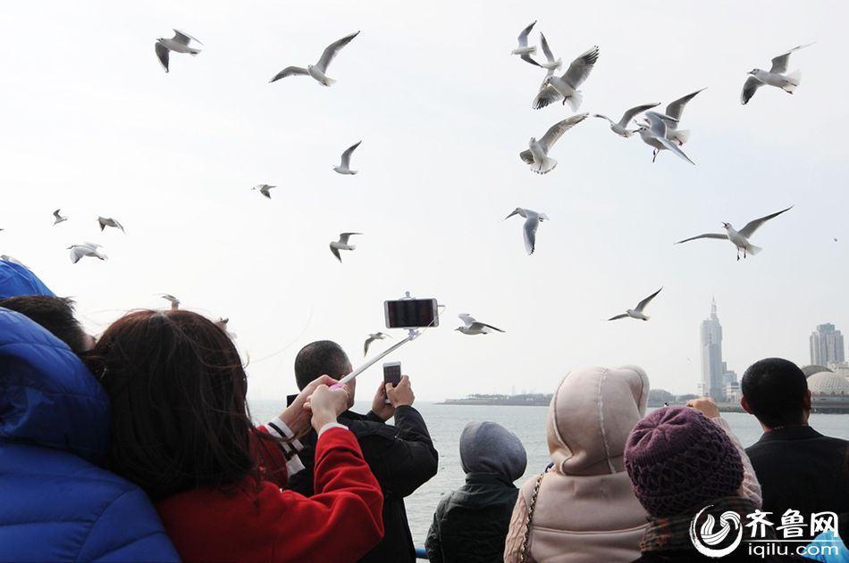 影像中的春节：青岛海鸥伴大年 栈桥变“人桥”