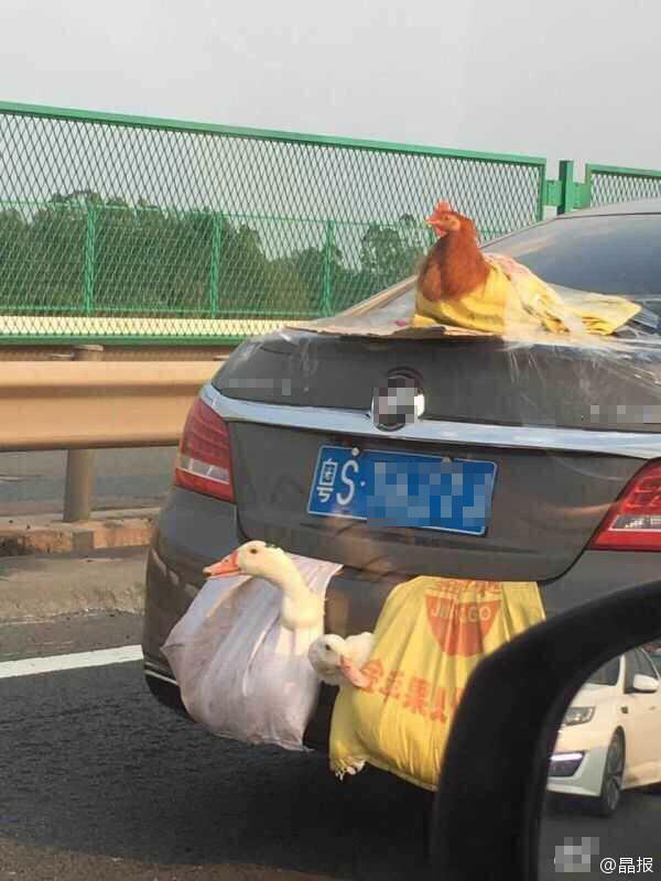 轿车后盖吊鸡鸭跑高速:双涡轮增鸭拉风