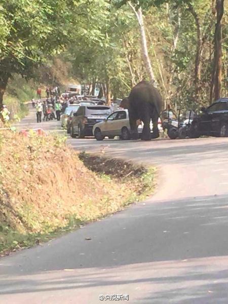 西双版纳野象路边玩车 14辆汽车被损坏