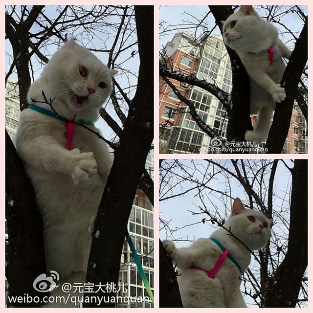 【攒新闻】猴年首雪网友晒欢乐 总有一张萌翻你