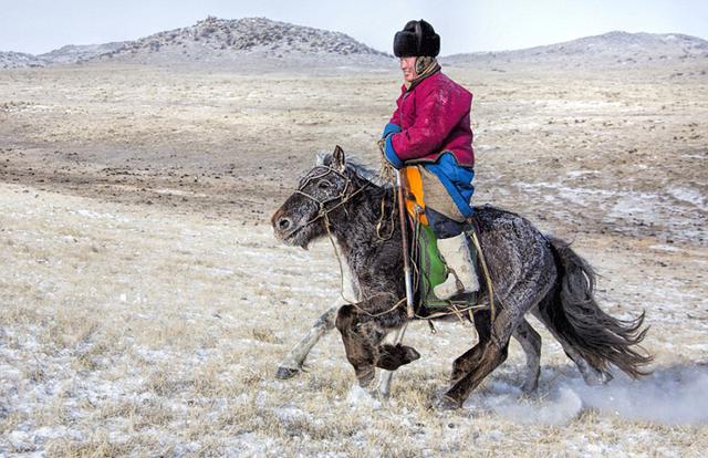 耐寒蒙古马冰天雪地竞赛展雄风