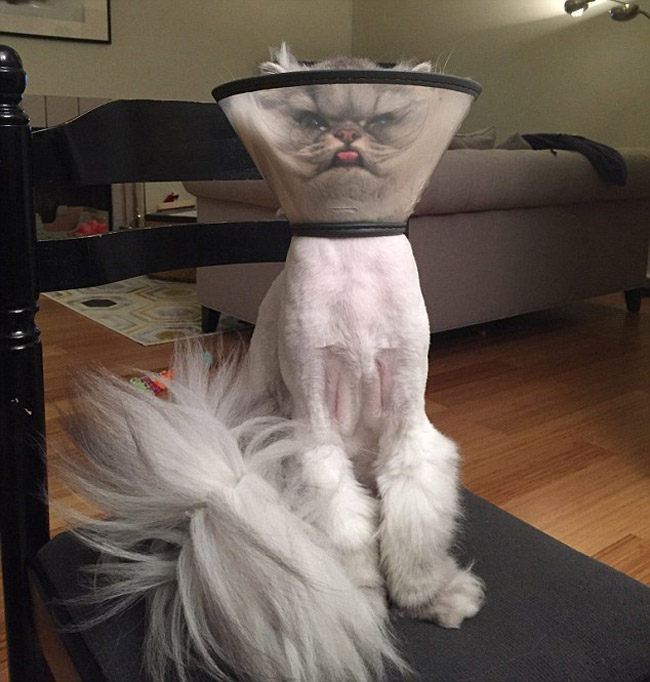 “不爽猫”再度来袭 美国小猫头戴护罩表情郁闷