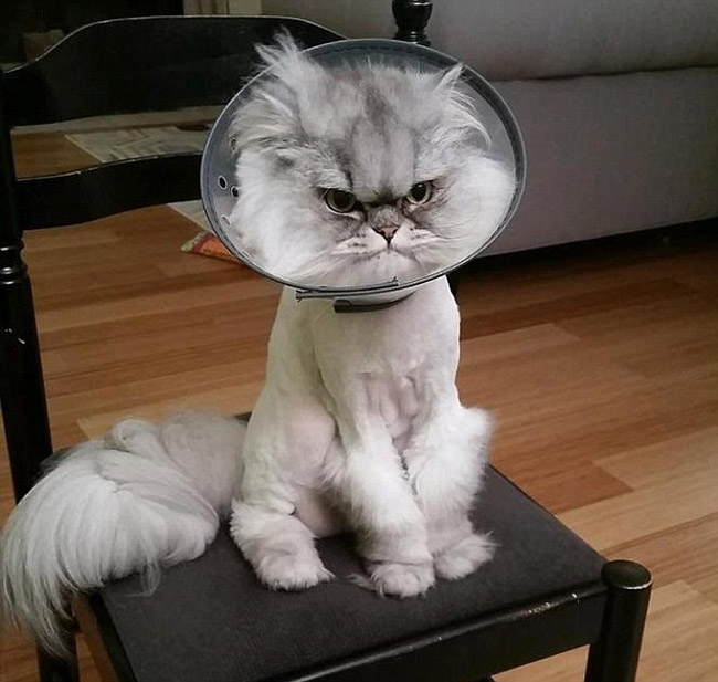 “不爽猫”再度来袭 美国小猫头戴护罩表情郁闷