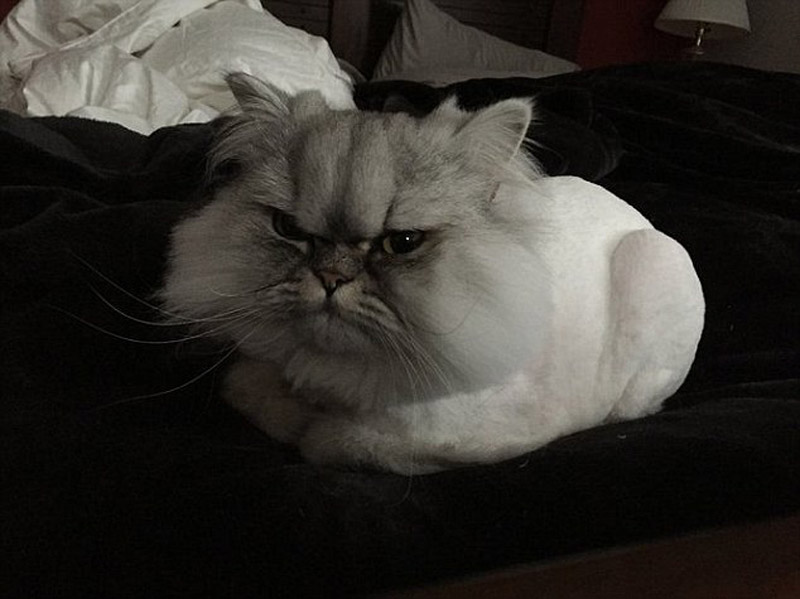 “不爽猫”再度来袭 美国小猫头戴护罩表情郁闷 “不爽猫”再度来袭 美国小猫头戴护罩表情郁闷