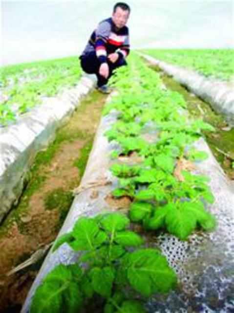 胶州大棚土豆一半土豆被预订 菜农每亩赚万元