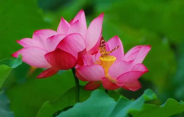 山东17城市市花花语 青岛耐冬最有气质 山东17城市市花花语 青岛耐冬最有气质