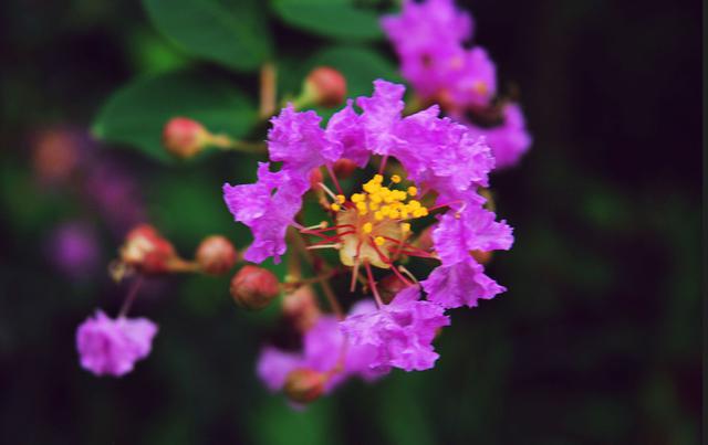 山东17城市市花花语 青岛耐冬最有气质 山东17城市市花花语 青岛耐冬最有气质