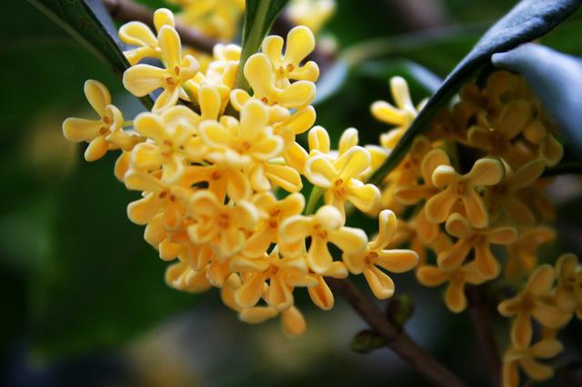 山东17城市市花花语 青岛耐冬最有气质 山东17城市市花花语 青岛耐冬最有气质