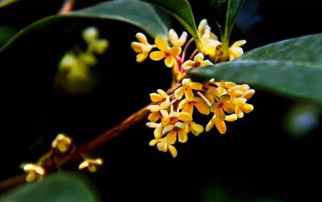 山东17城市市花花语 青岛耐冬最有气质 山东17城市市花花语 青岛耐冬最有气质