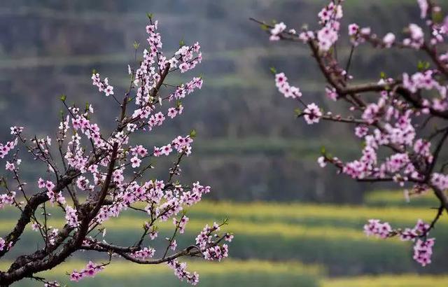 山东17城市市花花语 青岛耐冬最有气质 山东17城市市花花语 青岛耐冬最有气质