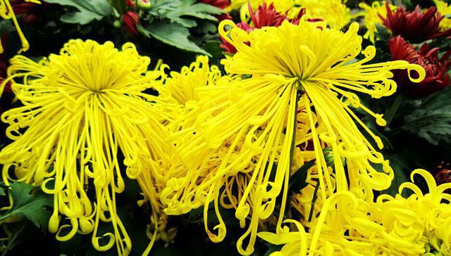 山东17城市市花花语 青岛耐冬最有气质 山东17城市市花花语 青岛耐冬最有气质