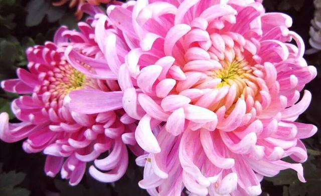 山东17城市市花花语 青岛耐冬最有气质 山东17城市市花花语 青岛耐冬最有气质