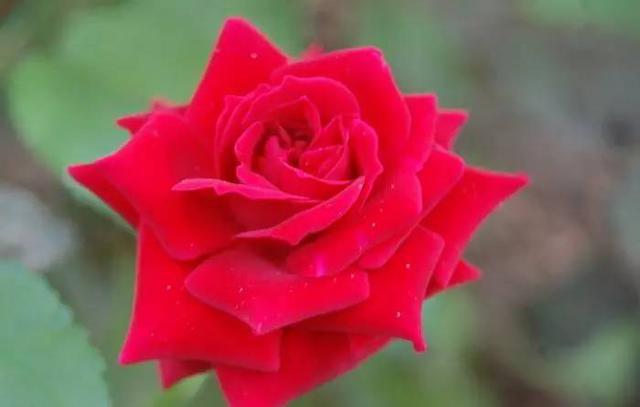 山东17城市市花花语 青岛耐冬最有气质 山东17城市市花花语 青岛耐冬最有气质