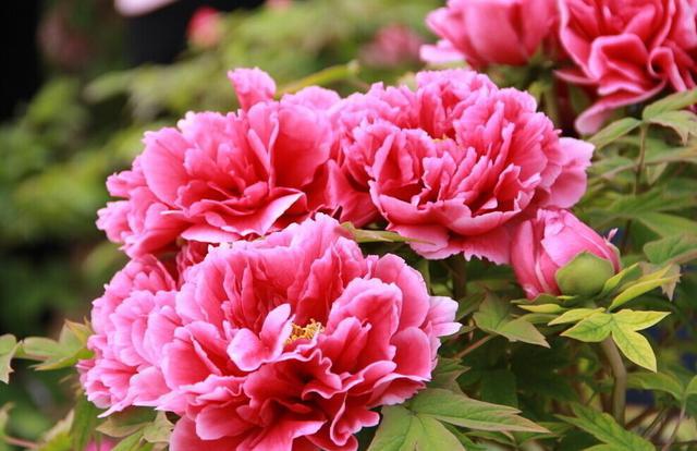 山东17城市市花花语 青岛耐冬最有气质 山东17城市市花花语 青岛耐冬最有气质