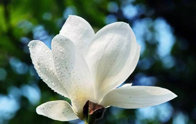 山东17城市市花花语 青岛耐冬最有气质 山东17城市市花花语 青岛耐冬最有气质