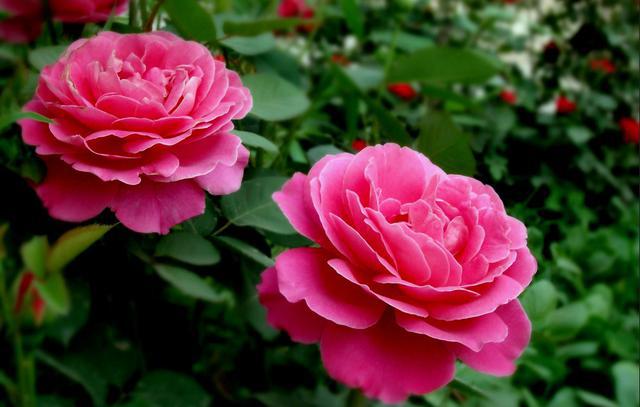 山东17城市市花花语 青岛耐冬最有气质 山东17城市市花花语 青岛耐冬最有气质