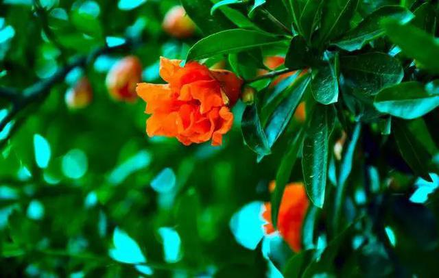 山东17城市市花花语 青岛耐冬最有气质 山东17城市市花花语 青岛耐冬最有气质