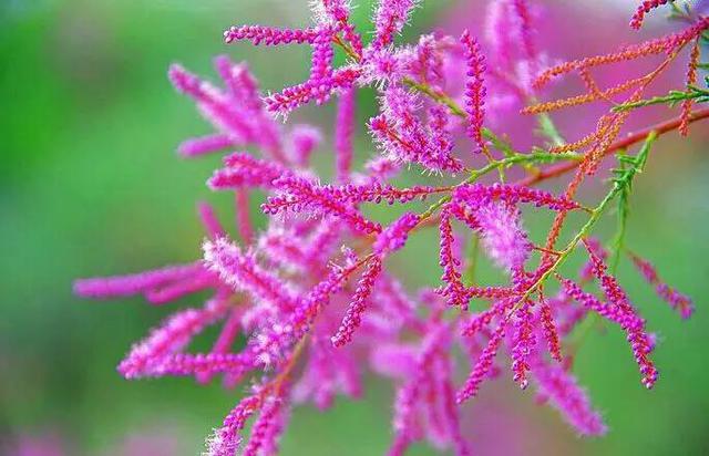 山东17城市市花花语 青岛耐冬最有气质 山东17城市市花花语 青岛耐冬最有气质