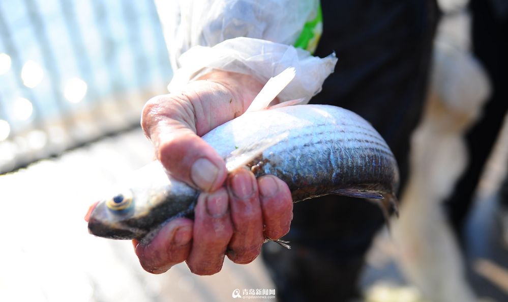 高清：浮山湾海域梭鱼成群 能手一小时捕20斤