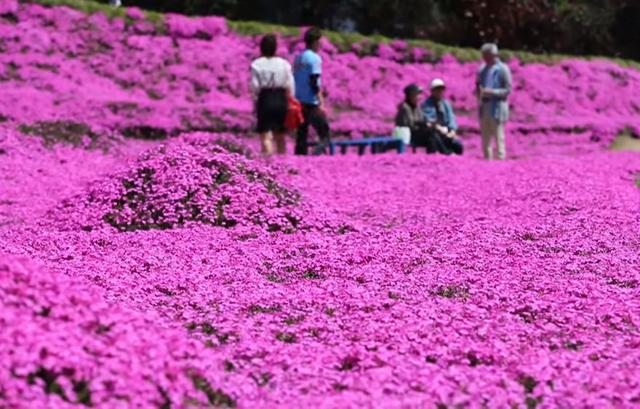 日本老人为失明妻子种出一片花海