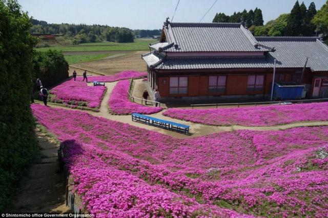 日本老人为失明妻子种出一片花海