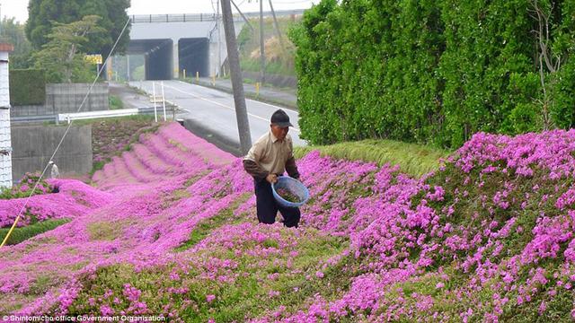 日本老人为失明妻子种出一片花海