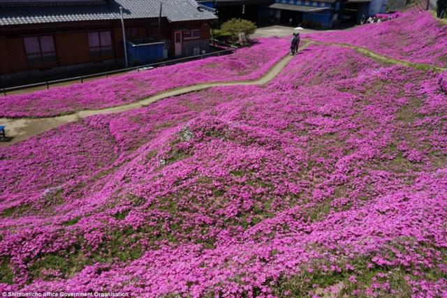 日本老人为失明妻子种出一片花海