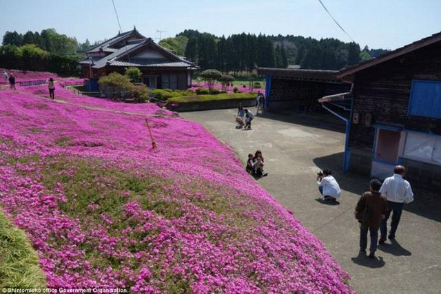 日本老人为失明妻子种出一片花海