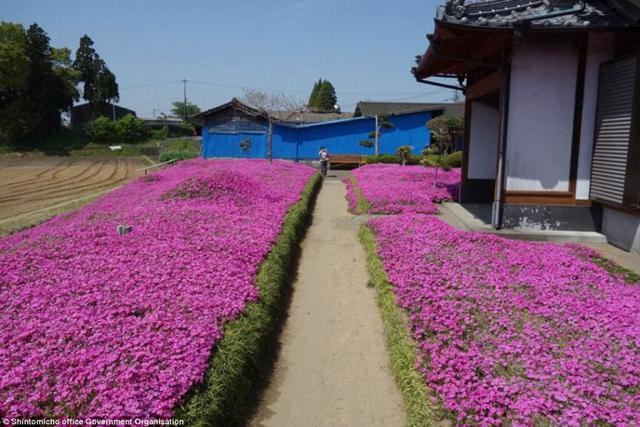 日本老人为失明妻子种出一片花海