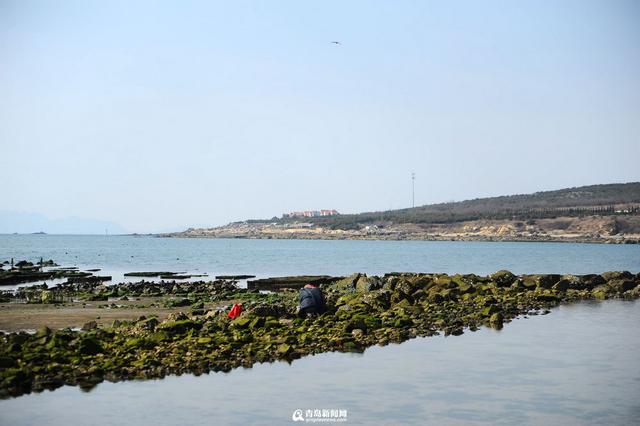 实拍二月三连岛 西海岸醉人的桃源春色