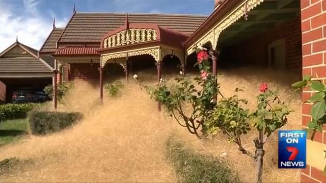 澳大利亚一小镇被风滚草“淹没” 澳大利亚一小镇被风滚草“淹没”