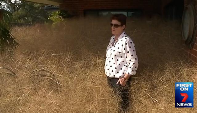 澳大利亚一小镇被风滚草“淹没” 澳大利亚一小镇被风滚草“淹没”