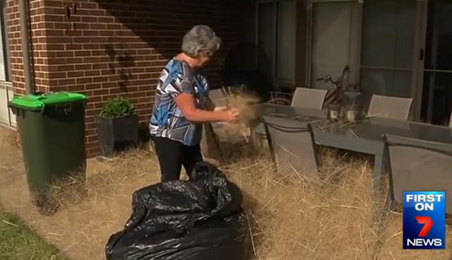 澳大利亚一小镇被风滚草“淹没” 澳大利亚一小镇被风滚草“淹没”