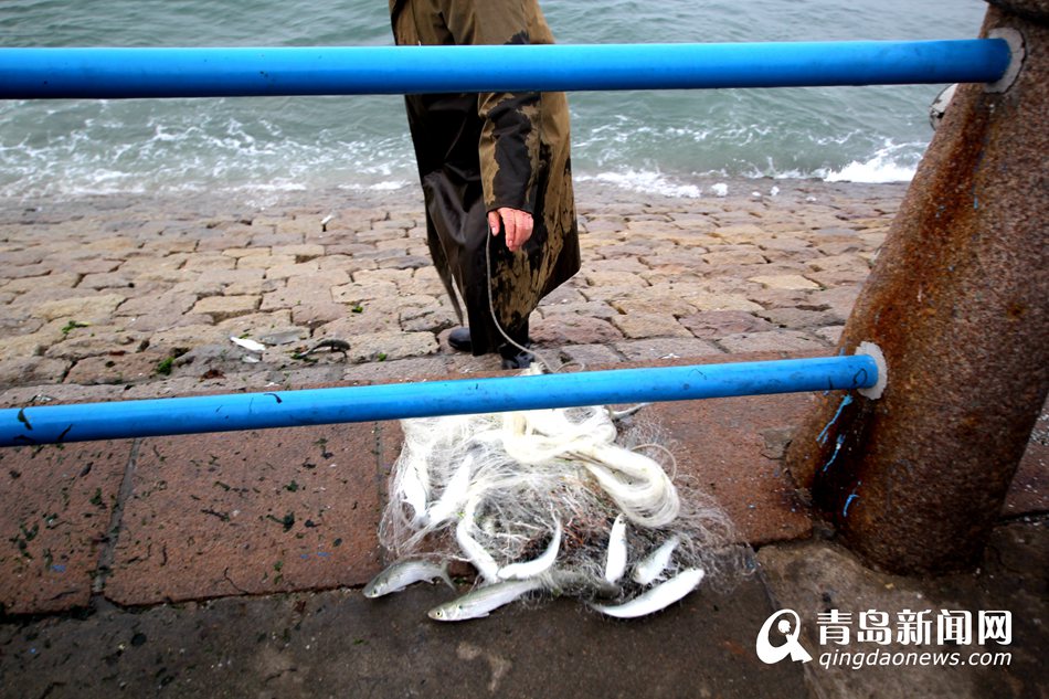 高清:青岛前海迎来梭鱼汛 海滨变开心渔场