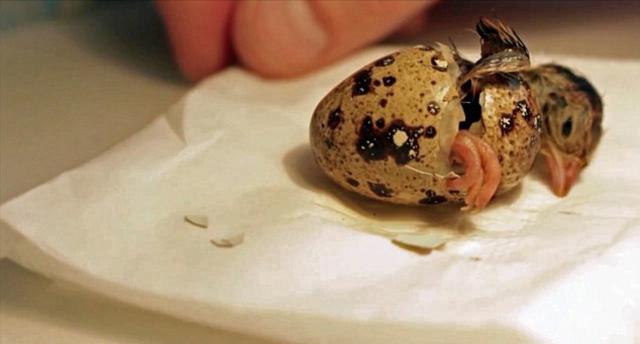 荷兰男子超市购买鹌鹑蛋竟成功孵化 荷兰男子超市购买鹌鹑蛋竟成功孵化