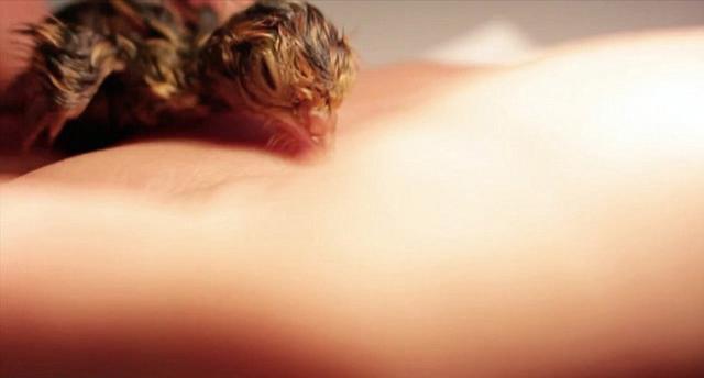 荷兰男子超市购买鹌鹑蛋竟成功孵化 荷兰男子超市购买鹌鹑蛋竟成功孵化