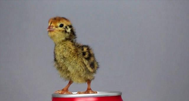 荷兰男子超市购买鹌鹑蛋竟成功孵化