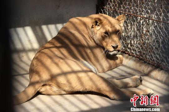 西安一寺院被曝养狮子多年官方称将裁定最终归宿