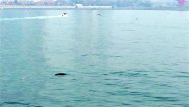 成群“神秘客”游进浮山湾