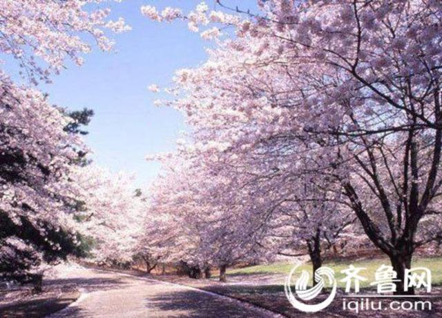 青岛最适合散步的地方 下了班去走走吧 青岛最适合散步的地方 下了班去走走吧