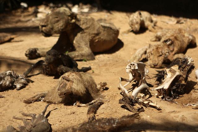 战争造就世界最悲惨动物园 饿死动物晾成干尸 战争造就世界最悲惨动物园 饿死动物晾成干尸