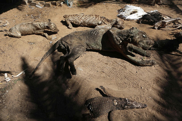 戰爭造就世界最悲慘動物園餓死動物晾成乾屍