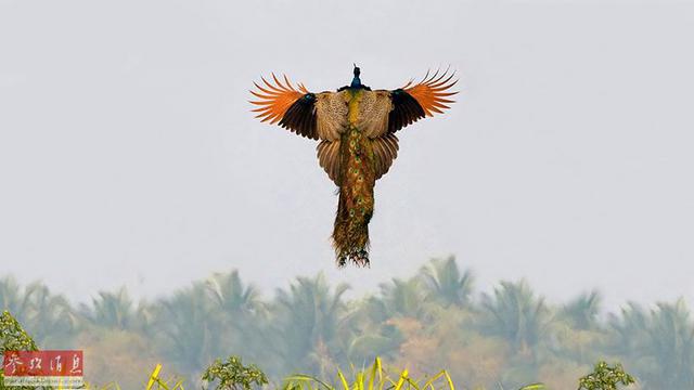 难得一见！孔雀空中飞翔绝美画面