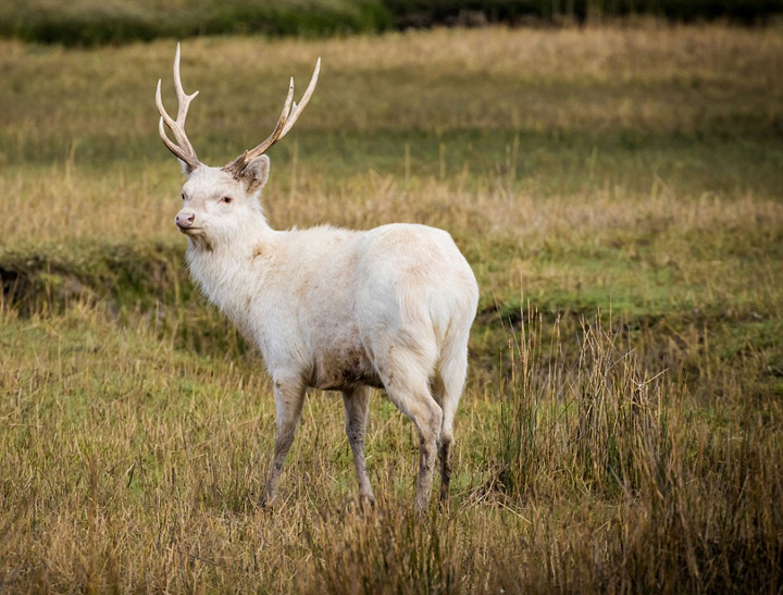 摄影师幸运拍摄梦幻的白色雄鹿