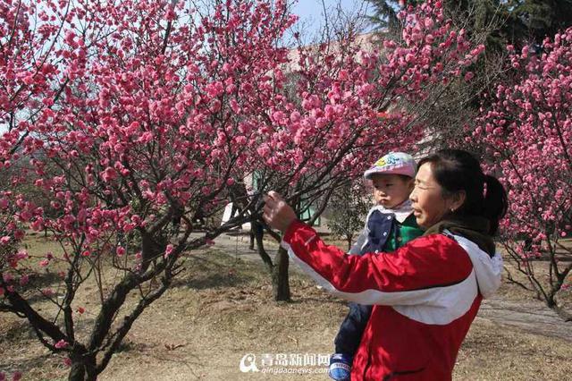 【春消息】青岛三月不得不去的13处赏梅胜地
