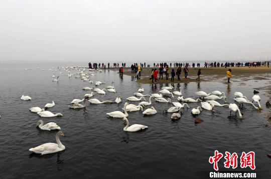 大天鹅吸引了来自各地的游客和摄影爱好者。（资料图） 蔡红文 摄