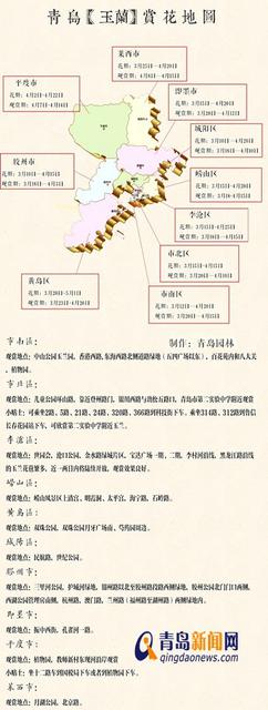 【春消息】本周玉兰盛放 青岛这些地方可观赏