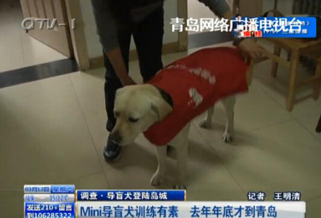 青岛现专业导盲犬 出行遇尴尬